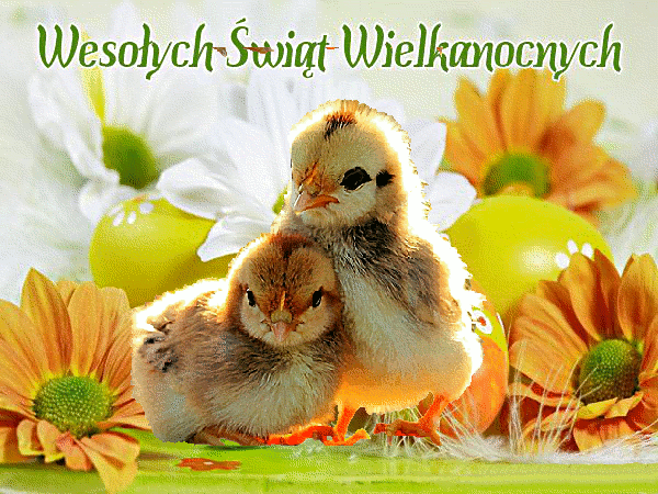 Kurczaki! Wesołych Świąt! Wielkanocne - gify obrazki animowane!