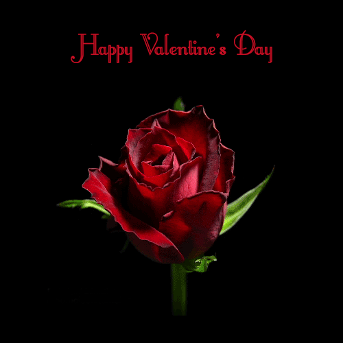 Walentynkowe kartki pocztowe romantyczne róże! Valentine's day gif! Happy valentine's day! Kwiaty na Walentynki! Piękna róża!