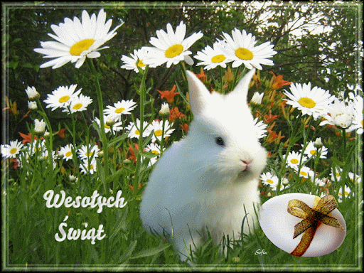 Wesołych Świąt Wielkanocnych! Gif z białym królikiem!